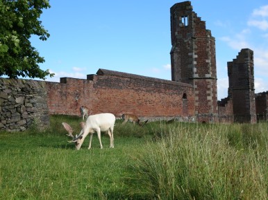 Ruins of Bradgate House, Bradgate Park, Leicestershire.